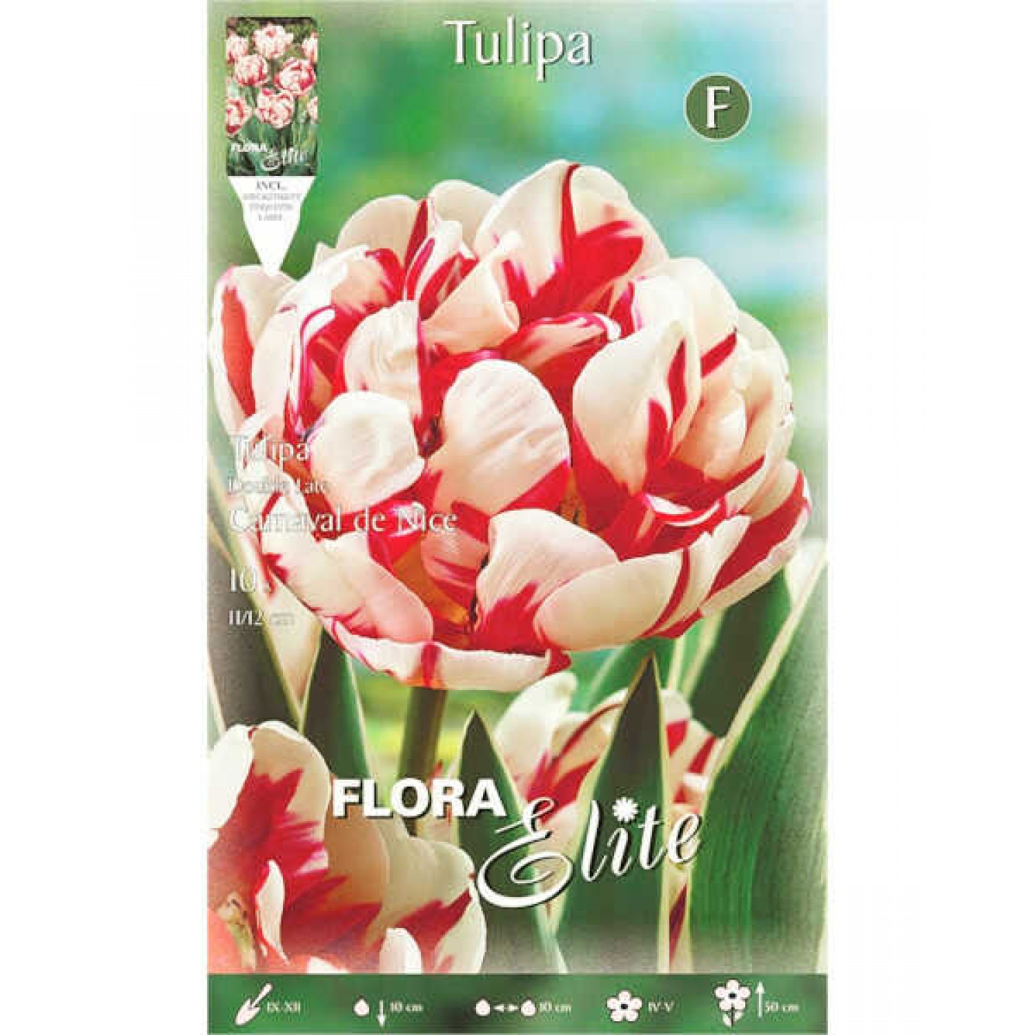 Τουλίπες Carnaval de Nice (Tulipa ‘Carnaval de Nice’) Βολβοί