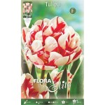 Τουλίπες Carnaval de Nice (Tulipa ‘Carnaval de Nice’) Βολβοί