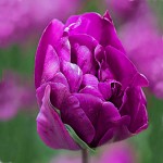 Τουλίπες Blue Wow Βολβοί (Tulipa ‘Blue Wow’)