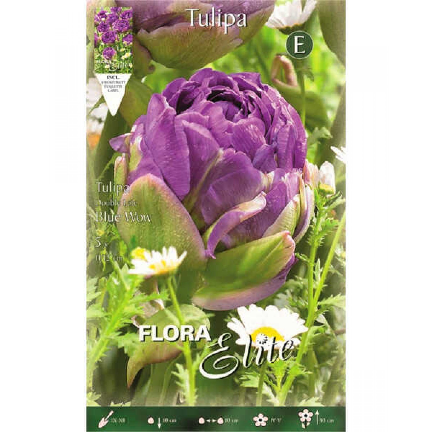 Τουλίπες Blue Wow Βολβοί (Tulipa ‘Blue Wow’)