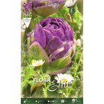 Τουλίπες Blue Wow Βολβοί (Tulipa ‘Blue Wow’)