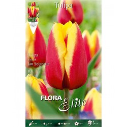 Τουλίπες Jan Seignette Βολβοί (Tulipa x hybrida 'Jan Seignette')