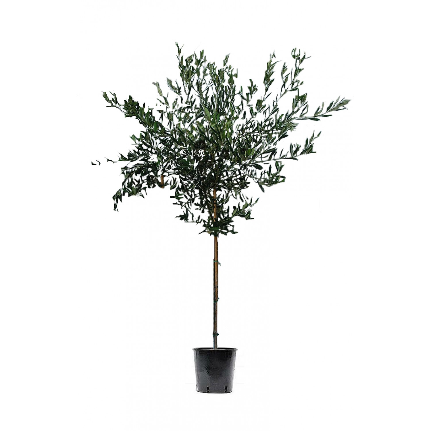 Ελιά Δένδρο (Olea europaea) Ελαιόδεντρα - Ποικιλίες Ελιάς