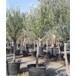 Ελιά Δένδρο (Olea europaea) Ελαιόδεντρα - Ποικιλίες Ελιάς