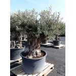 Ελιά Δένδρο (Olea europaea) Ελαιόδεντρα - Ποικιλίες Ελιάς
