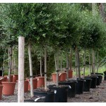 Ελιά Δένδρο (Olea europaea) Ελαιόδεντρα - Ποικιλίες Ελιάς