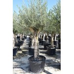 Ελιά Δένδρο (Olea europaea) Ελαιόδεντρα - Ποικιλίες Ελιάς