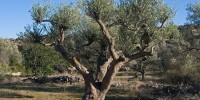 Το Χειμωνιάτικο Κλάδεμα της Ελιάς