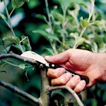FISKARS Foldable Curved Grafting Knife K62 17cm FISKARS Curved Grafting Knife K62 17cm with Folding Blade - Budding-Grafting Knives