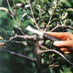 Μαχαίρι Μπολιάσματος K60 Ίσιο Πτυσσόμενο 16,8cm FISKARS Μαχαίρι Μπολιάσματος K60 Ίσιο Πτυσσόμενης Λάμας 16,8cm FISKARS - Εμβολιαστήρια