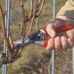 Felco 8 Right Handed Pruning Shears Genuine 21cm D25mm - Official Dealership Pruning Shears
