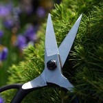 Bonsai Scissors 55mm OKATSUNE 203 Medium Model Bonsai Scissors 55mm OKATSUNE 203 Medium Model - Japanese Bonsai Scissors