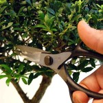 Bonsai Scissors 52mm OKATSUNE 221 Small Model Bonsai Scissors 52mm OKATSUNE 221 Small Model - Japanese Bonsai Scissors