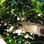 Bonsai Scissors 52mm OKATSUNE 221 Small Model Bonsai Scissors 52mm OKATSUNE 221 Small Model - Japanese Bonsai Scissors