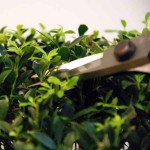 Bonsai Scissors 52mm OKATSUNE 221 Small Model Bonsai Scissors 52mm OKATSUNE 221 Small Model - Japanese Bonsai Scissors