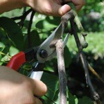 OKATSUNE 103 20cm General Purpose Pruner-Bypass Pruners - Shears-Secateurs-Pruners