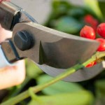OKATSUNE 103 20cm General Purpose Pruner-Bypass Pruners - Shears-Secateurs-Pruners