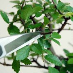 Ψαλίδι OKATSUNE 207 Αραίωσης-Κλαδέματος Βαρέος Τύπου Ψαλίδι OKATSUNE 207 Αραίωσης-Κλαδέματος Βαρέος Τύπου - Ψαλίδια για Αραίωση-Συγκομιδή-Κλάδεμα Μπονσάι