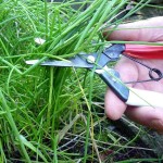 OKATSUNE 306 Thinning Shears With Rounded Tip OKATSUNE 306 Thinning Shears With Rounded Tip - Shears for Thinning Tender Stems