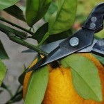 OKATSUNE 304 Floral Shears with Long Blade for Soft Stems - Flowers, Vegetables and Fruits Shears