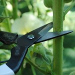 OKATSUNE 304 Floral Shears with Long Blade for Soft Stems - Flowers, Vegetables and Fruits Shears