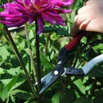 OKATSUNE 304 Floral Shears with Long Blade for Soft Stems - Flowers, Vegetables and Fruits Shears