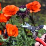 OKATSUNE 304 Floral Shears with Long Blade for Soft Stems - Flowers, Vegetables and Fruits Shears