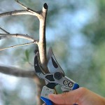 Ψαλίδι Κλαδέματος Κυρτή Λάμα A6 VESCO 21cm Δ25mm Anvil Ψαλίδι Κλαδέματος Κυρτής Λάμας Anvil A6 VESCO 21cm Δ25mm - Κλαδευτικά Ψαλίδια