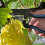 Ψαλίδι Τρύγου B1 VESCO 16cm 80 gr Μαζέματος Σταφυλιών Ψαλίδι Τρύγου B1 VESCO 16cm 80 gr Μαζέματος Σταφυλιών - Ψαλίδια για Συγκομιδή Σταφυλιού