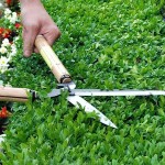OKATSUNE 231 57cm Short Handled & Large Bladed Hedge Shears - Hedge Shears-Manual Hedge Trimmers