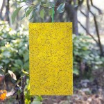 Dual-Sided Yellow Sticky Traps 10x23cm (10pcs)