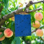 Μπλε Xρωμοτροπικές Παγίδες Εντόμων 10x23cm (10τμχ) 