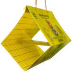 Mediterranean Fly Trap Diamond Shape Sticky Surface 50pcs