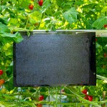 Dual-Sided Black Sticky Traps 40x23cm (10pcs) for Tomato Leafminer (Tuta Absoluta) Dual-Sided Black Sticky Traps 40x23cm (10pcs) for Tuta