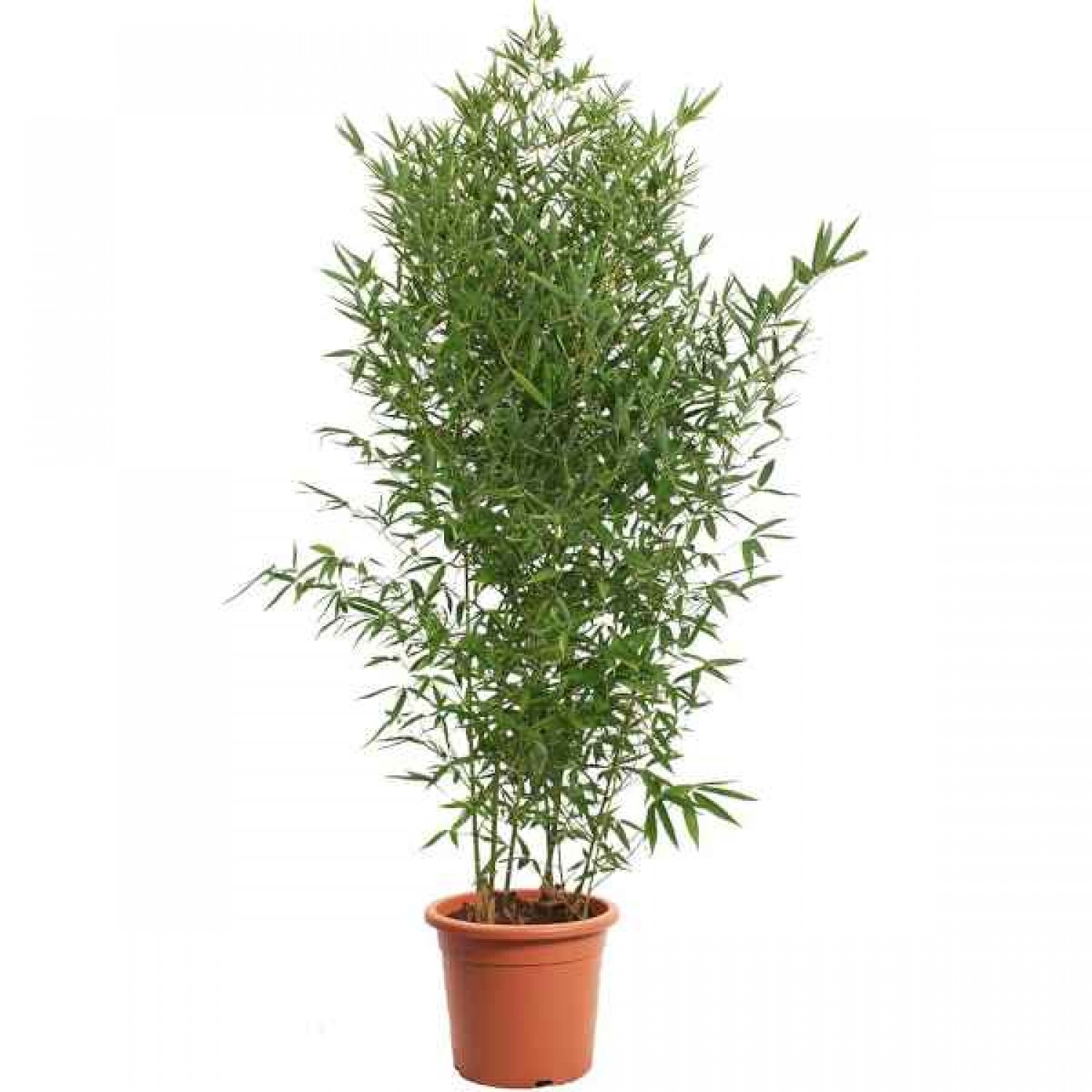 Μπαμπού (Phyllostachys aurea-συν. Bambusa aurea) Φυτό - Φυτά Φυλλώματος