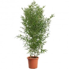Μπαμπού (Phyllostachys aurea-συν. Bambusa aurea) Φυτό - Φυτά Φυλλώματος