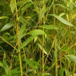 Μπαμπού (Phyllostachys aurea-συν. Bambusa aurea) Φυτό - Φυτά Φυλλώματος