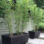 Μπαμπού (Phyllostachys aurea-συν. Bambusa aurea) Φυτό - Φυτά Φυλλώματος