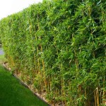 Μπαμπού (Phyllostachys aurea-συν. Bambusa aurea) Φυτό - Φυτά Φυλλώματος