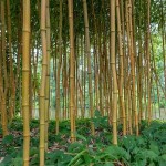 Μπαμπού (Phyllostachys aurea-συν. Bambusa aurea) Φυτό - Φυτά Φυλλώματος