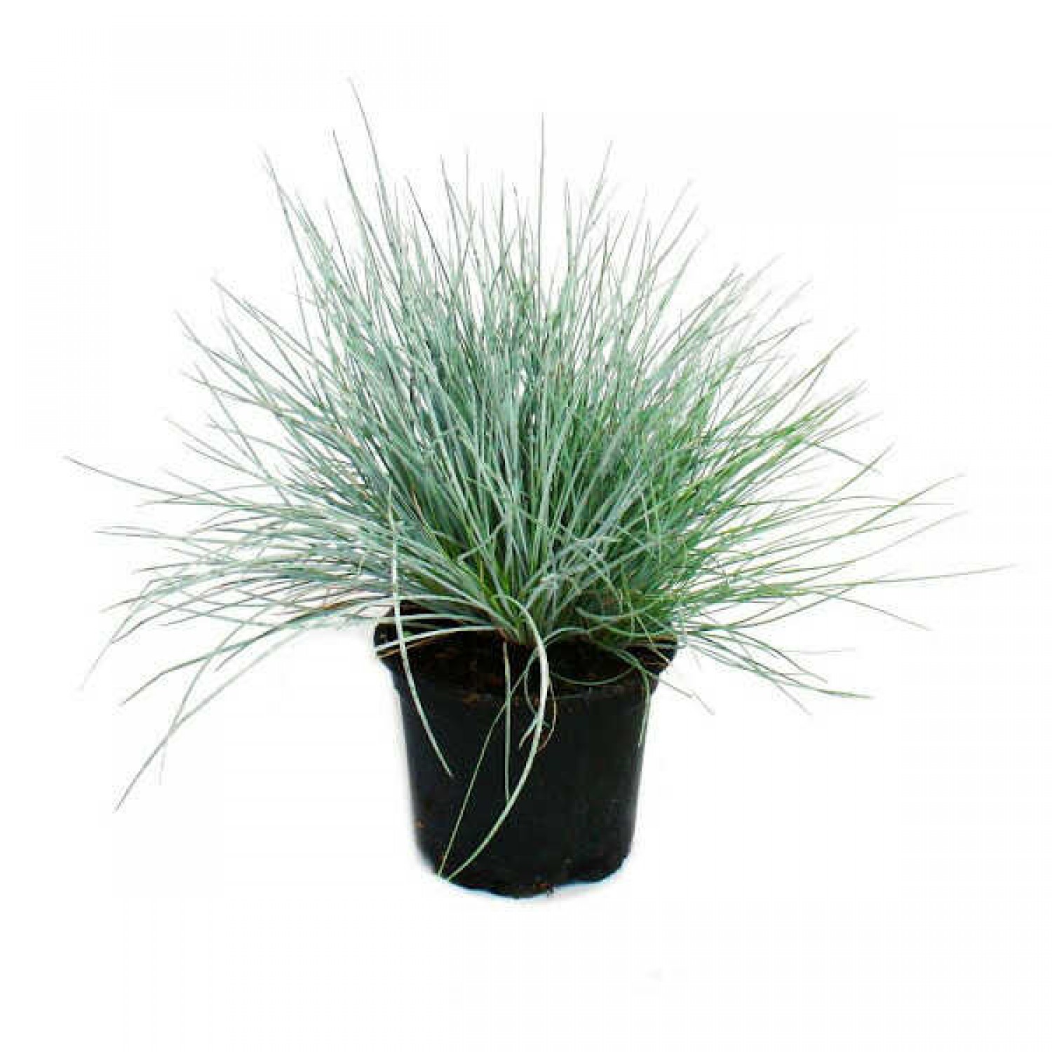 Φεστούκα Γλαυκή (Festuca glauca) Φυτό - Αγρωστώδη