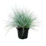 Φεστούκα Γλαυκή (Festuca glauca) Φυτό - Αγρωστώδη