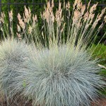 Φεστούκα Γλαυκή (Festuca glauca) Φυτό - Αγρωστώδη
