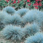 Φεστούκα Γλαυκή (Festuca glauca) Φυτό - Αγρωστώδη