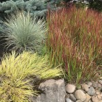 Φεστούκα Γλαυκή (Festuca glauca) Φυτό - Αγρωστώδη