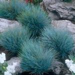 Φεστούκα Γλαυκή (Festuca glauca) Φυτό - Αγρωστώδη