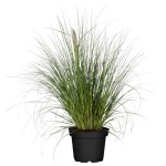 Γυνέριο Ροζ ή Κορταδέρια (Cortaderia selloana 'Rosea'-συν. Gynerium selloana 'Rosea') Φυτό - Πολυετή Αγρωστώδη Φυτά