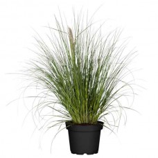 Γυνέριο Ροζ ή Κορταδέρια (Cortaderia selloana 'Rosea'-συν. Gynerium selloana 'Rosea') Φυτό - Πολυετή Αγρωστώδη Φυτά