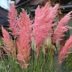 Γυνέριο Ροζ ή Κορταδέρια (Cortaderia selloana 'Rosea'-συν. Gynerium selloana 'Rosea') Φυτό - Πολυετή Αγρωστώδη Φυτά