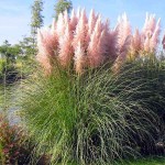 Γυνέριο Ροζ ή Κορταδέρια (Cortaderia selloana 'Rosea'-συν. Gynerium selloana 'Rosea') Φυτό - Πολυετή Αγρωστώδη Φυτά